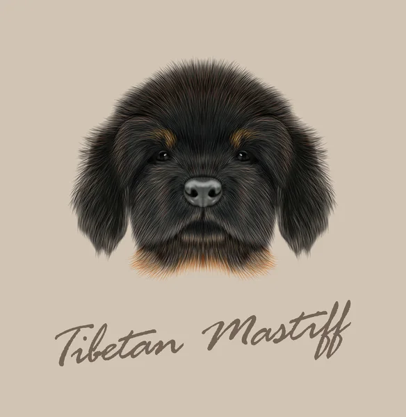 Vector Illustrated Portrait of Tibetan Mastiff puppy. — Stock Vector