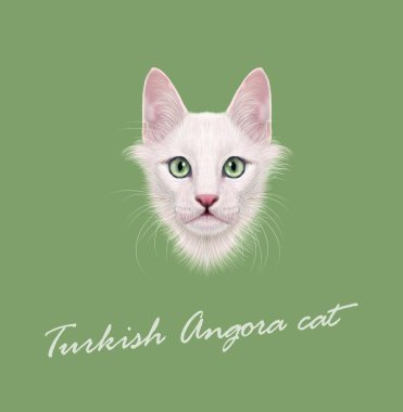 Vektör Türk Angora portre resimli kedi. 