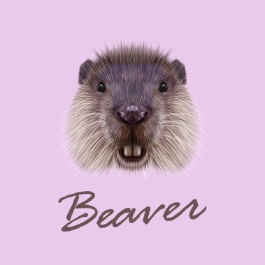 Beaver vektör resimli portresi. 