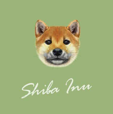 Shiba Inu köpek vektör Illustrated portresi. 