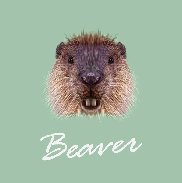 Vector Illustrated Portrait of Beaver. — Stock Vector