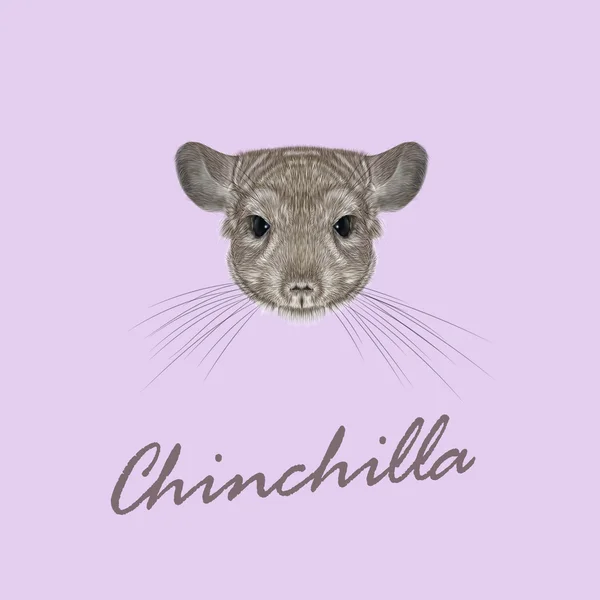 Vektör Illustrated Chinchilla portresi. — Stok Vektör