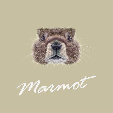 Marmot vektör Illustrated portresi. 