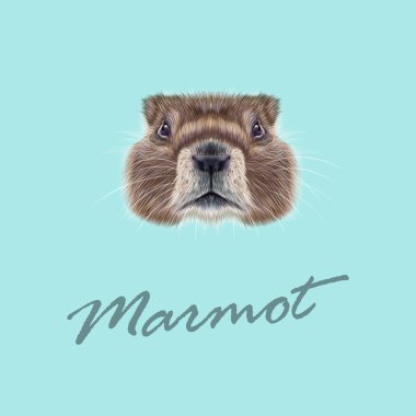 Marmot vektör Illustrated portresi. 