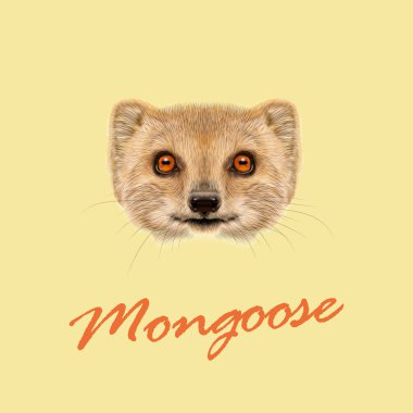 Vector Illustrated portrait of Mongoose.  clipart