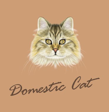 Vektör resimli portre, yerli kedi. 