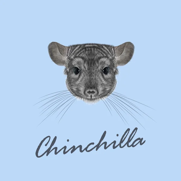 Vektör Illustrated Chinchilla portresi. — Stok Vektör