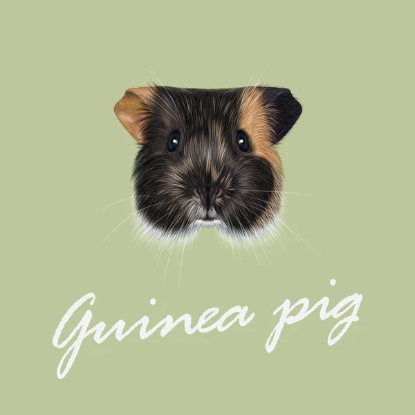 Vector Illustrated portret van cavia. — Stockvector