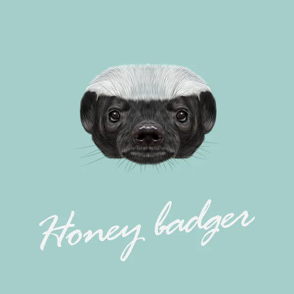 Vector Illustrated portret van Honey badger. — Stockvector