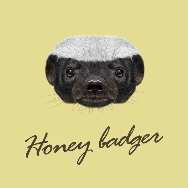 Portrét ilustrovaná Vector Honey badger. — Stockový vektor