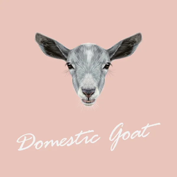 Vector Illustrated potret Domestic Goat . - Stok Vektor