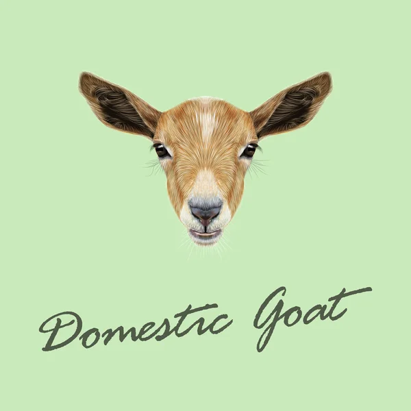 Vector Illustrated portrait of Domestic Goat. — Stock Vector