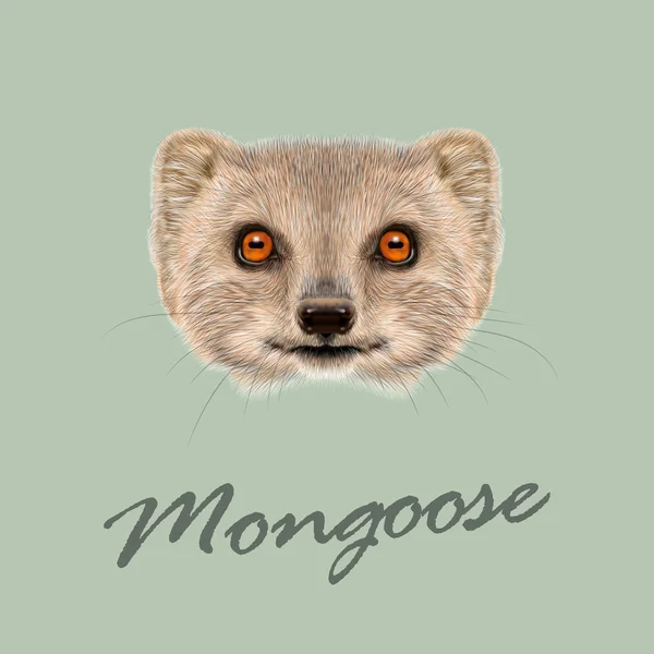 Vector Illustrated portrait of Mongoose. — Stock Vector