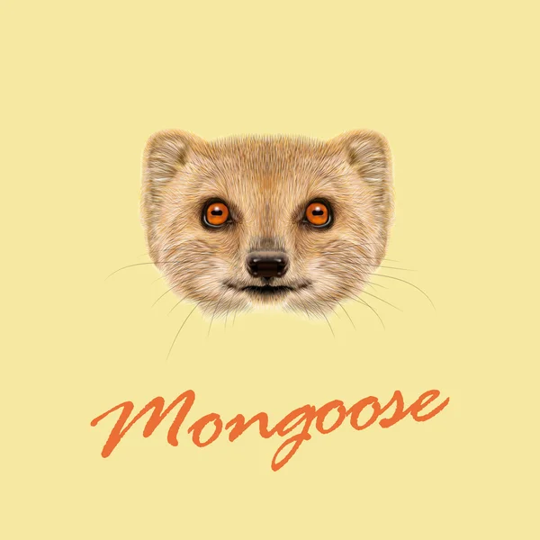 Vector Illustrated portrait of Mongoose. — Stock Vector