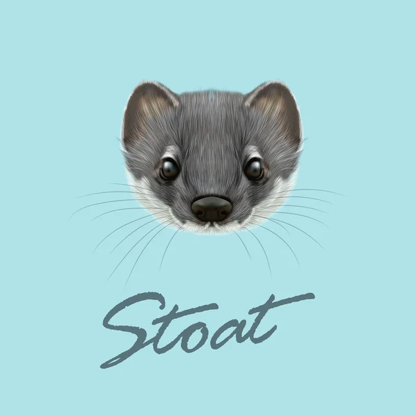 Vektor illustrierte Porträt von Stoat. — Stockvektor