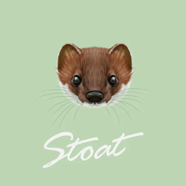 Vector Illustrated portrait of Stoat. — Stock Vector