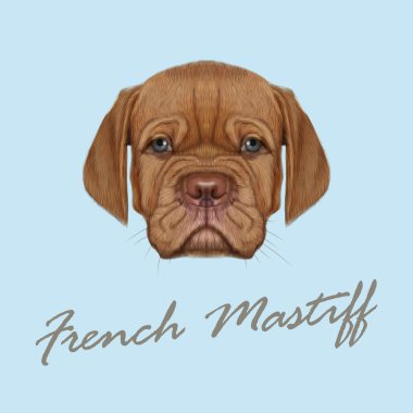 Vektör Fransız Mastiff resimli portre köpek yavrusu. 