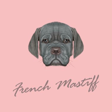 Vektör Fransız Mastiff resimli portre köpek yavrusu. 