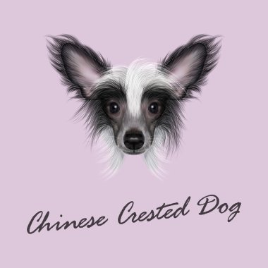 Çince Tepeli Köpek vektör Illustrated portresi. 