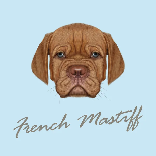 Vector Illustrated Portrait of French Mastiff puppy. — Stock Vector