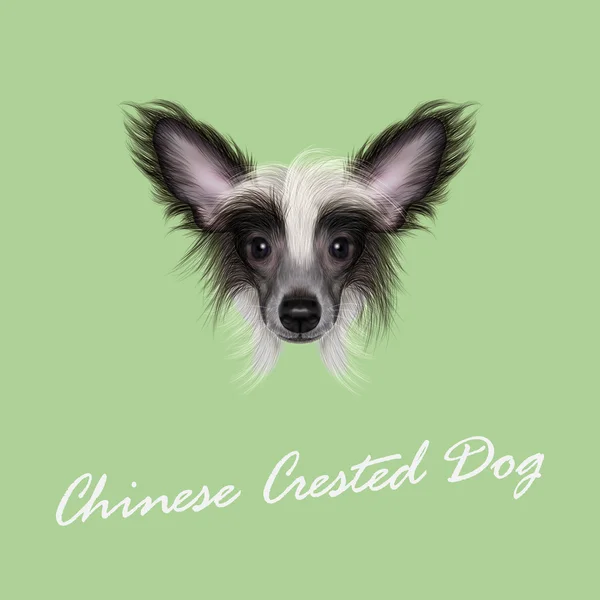 Vecteur Portrait illustré du chien chinois à crête . — Image vectorielle