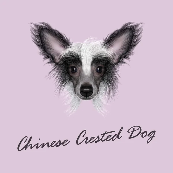 Vektorový portrét ilustrovaná Chinese Crested Dog. — Stockový vektor