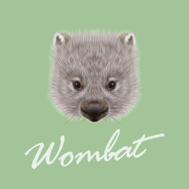 Vektör Illustrated Wombat portresi. 
