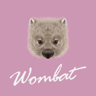 Vektör Illustrated Wombat portresi.