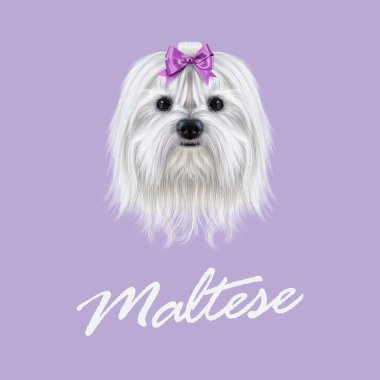 Malta köpek vektör Illustrated portresi. 