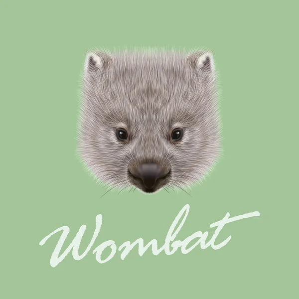 Vetor Retrato ilustrado de Wombat . —  Vetores de Stock