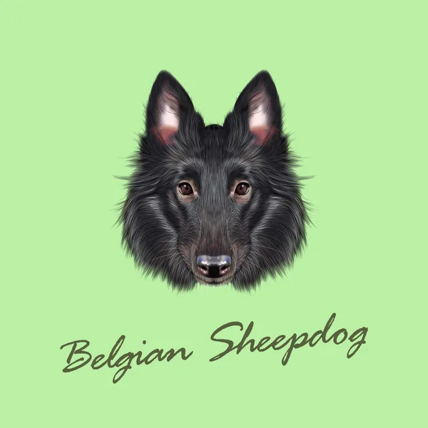 Vector illustrerad porträtt av belgisk vallhund. — Stock vektor