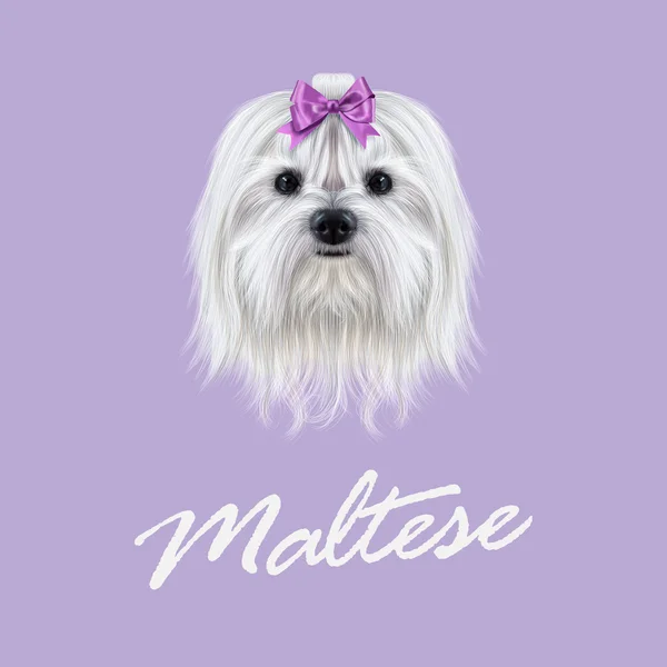 Vector Illustrated portret van Maltese hond. — Stockvector