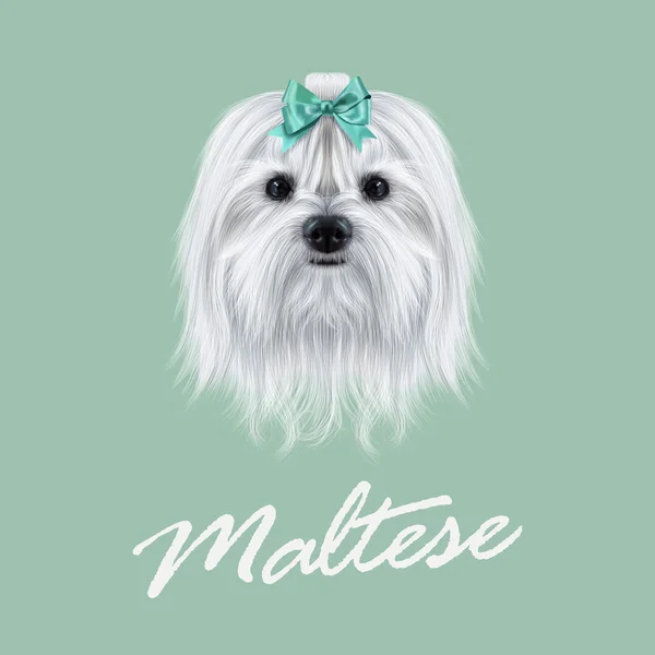 Vettore Illustrato ritratto di cane maltese . — Vettoriale Stock