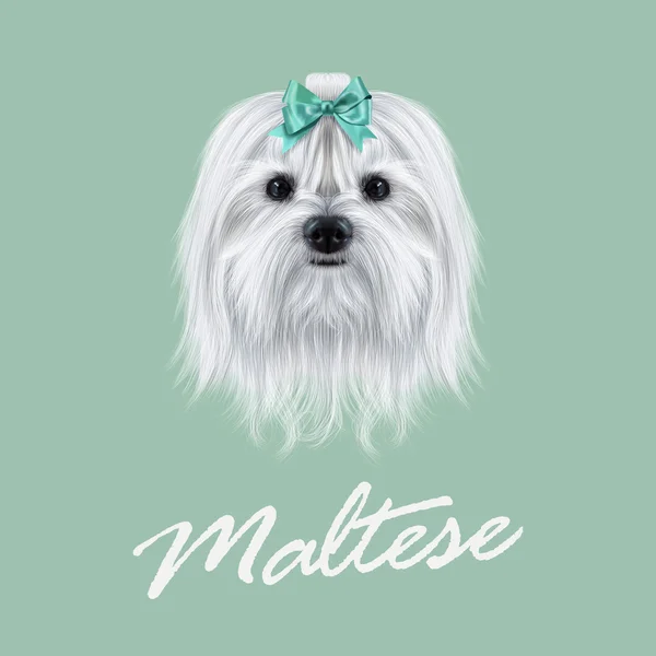 Malta köpek vektör Illustrated portresi. 