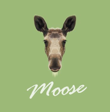 Moose vektör resimli portresi. 