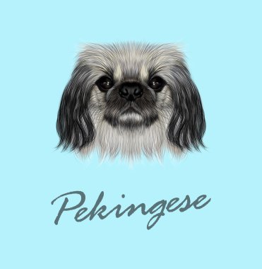 Fino köpeği vektör resimli portresi
