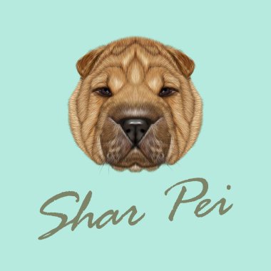 Vektör resimli portre, Shar Pei köpek.