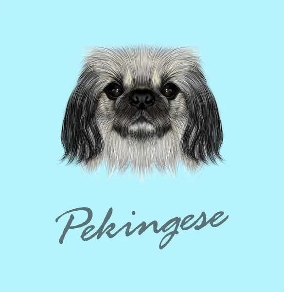 벡터 그림된 초상화 Pekingese 개 — 스톡 벡터