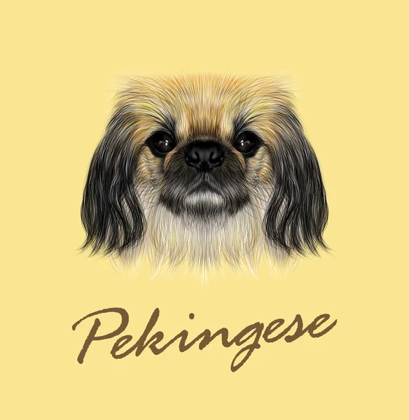 Vektor illustrierte Portrait von Pekinese Hund. — Stockvektor