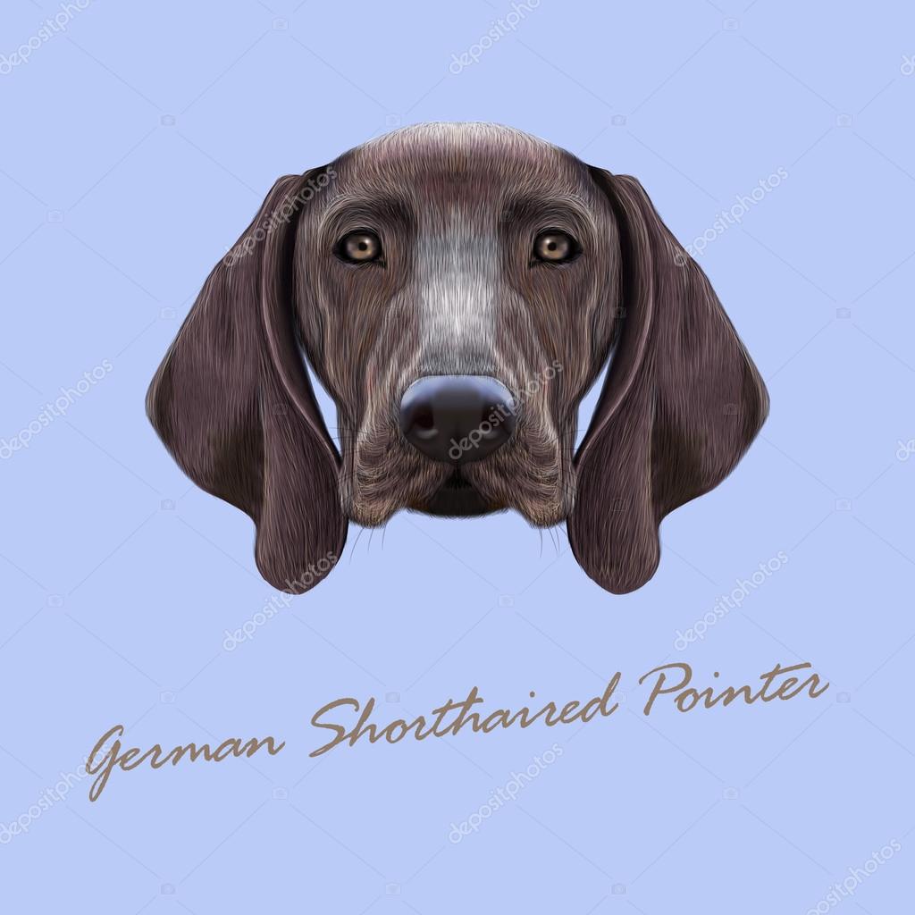 Vector Illustrated Portrait Of German Shorthaired Pointer Dog