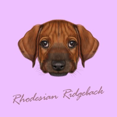 Vektör Rodezya Ridgeback resimli portre köpek. 