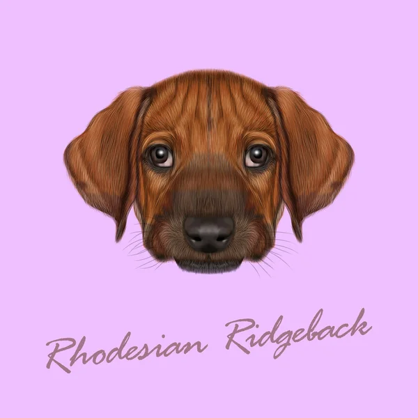 Vector Illustrated Portrait of Rhodesian Ridgeback dog. — Stock Vector