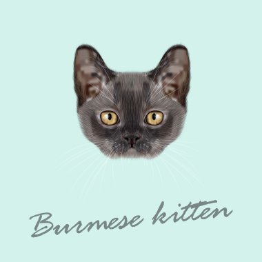 Birman yavru kedi vektör Illustrated portresi.