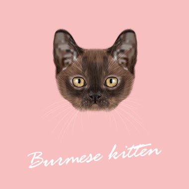 Birman yavru kedi vektör Illustrated portresi. 