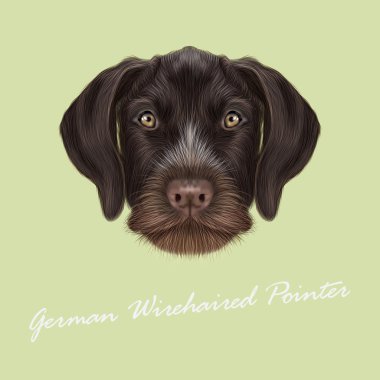 Vektör resimli portre, Alman Wirehaired ibre köpek.