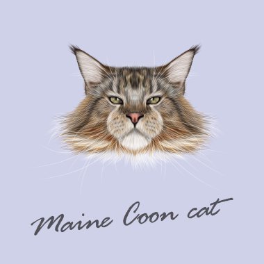 Vektör resimli portre Maine Coon kedi.