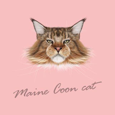 Vektör resimli portre Maine Coon kedi. 