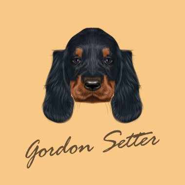 Vektör Gordon Setter resimli portre köpek. 