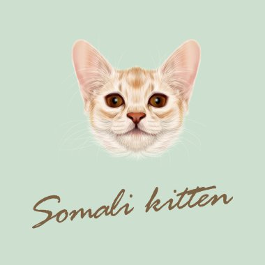 Somali kedi yavrusu vektör Illustrated portresi.