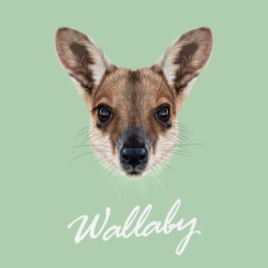 Vector Illustrated Portrait of Wallaby.  clipart